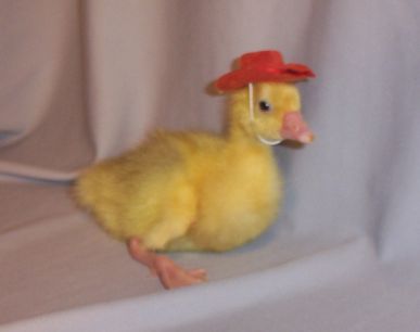 Cowboy Gosling