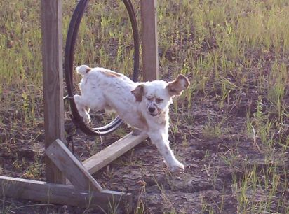 Frankie Jumping Through Tire Jump