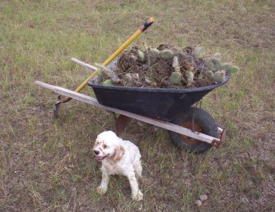 Frankie Clearing Cactus