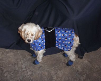 Frankie In His New Winter Snowman Coat