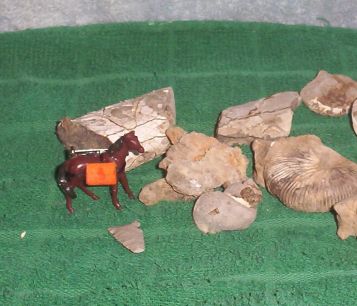 Pack Horse Fossil Scene